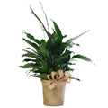 Peace Lilly in 8" Basket