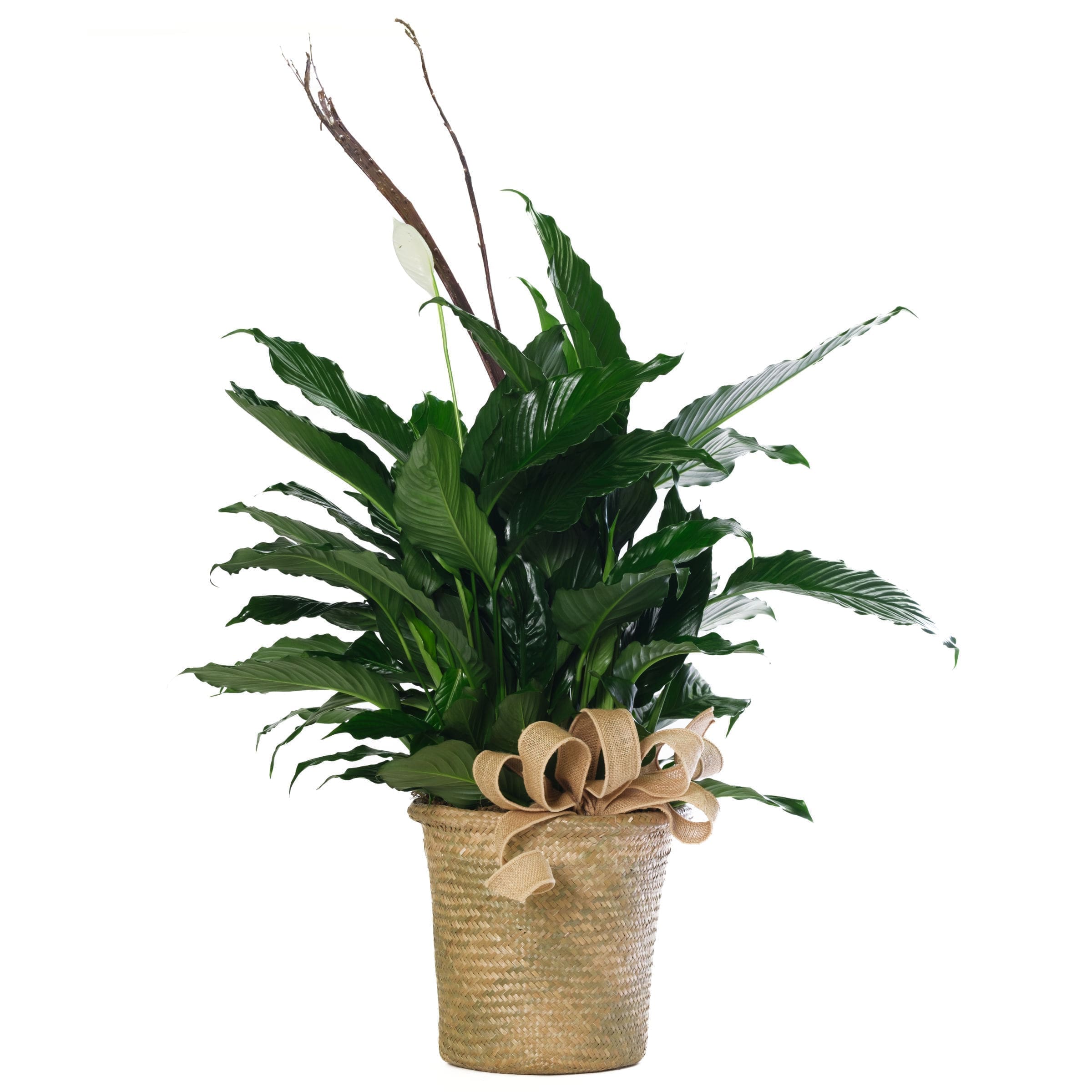 Peace Lilly in 8" Basket