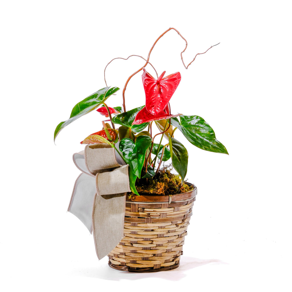 6" Anthurium