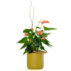 6" Anthurium
