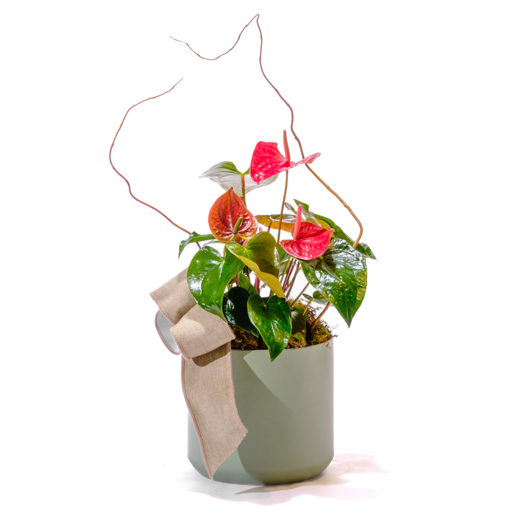6" Anthurium