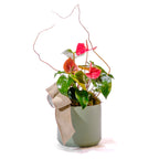6" Anthurium