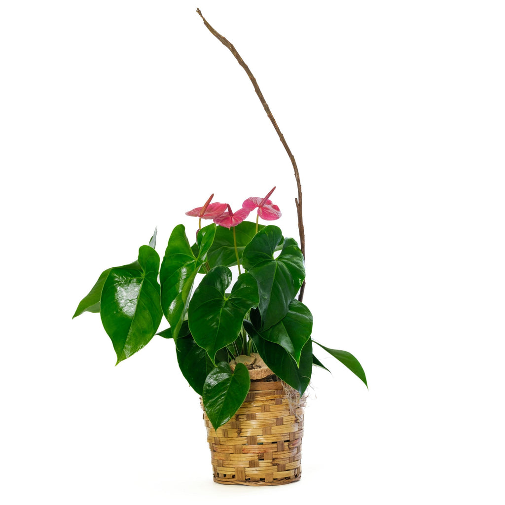 6" Anthurium
