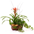 Bromeliad Garden