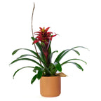 6" Bromeliad