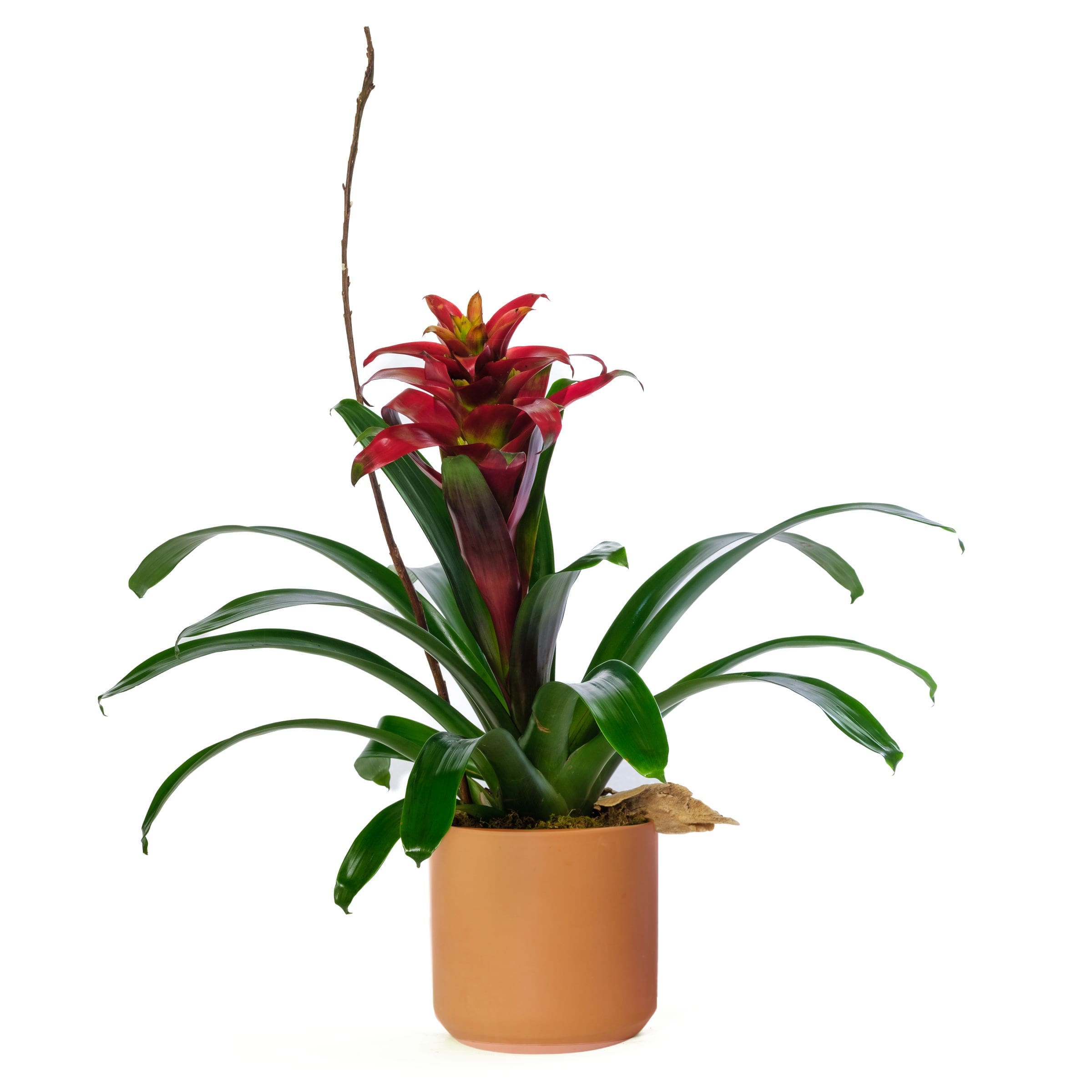 6" Bromeliad
