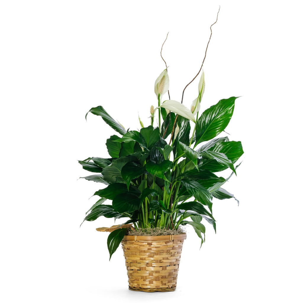 Peace Lilly in 6" Basket