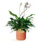 Peace Lilly in 6" Basket