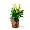 Calla Lilies