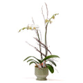 Double Stem Orchid