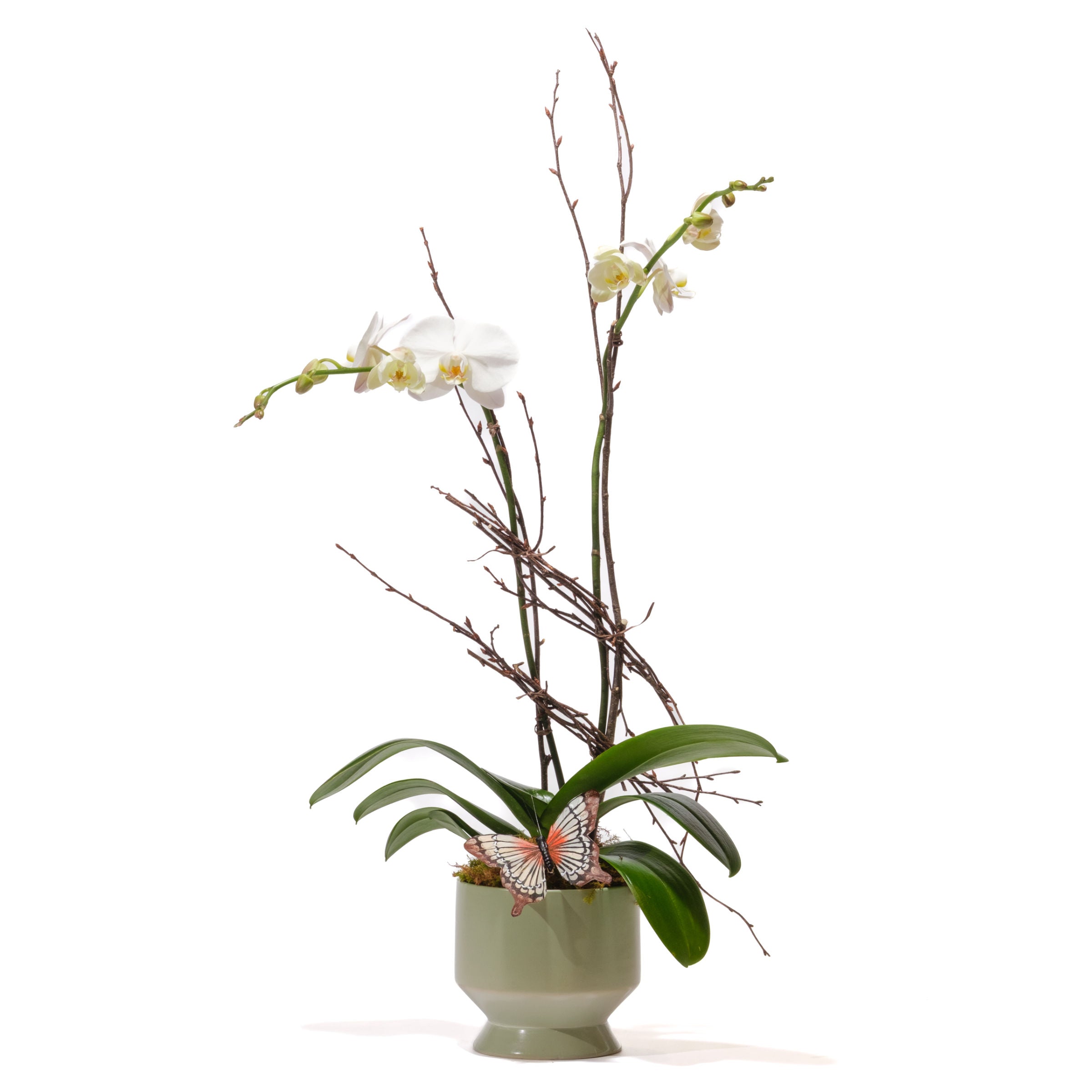 Double Stem Orchid
