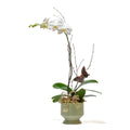 Single Stem Orchid