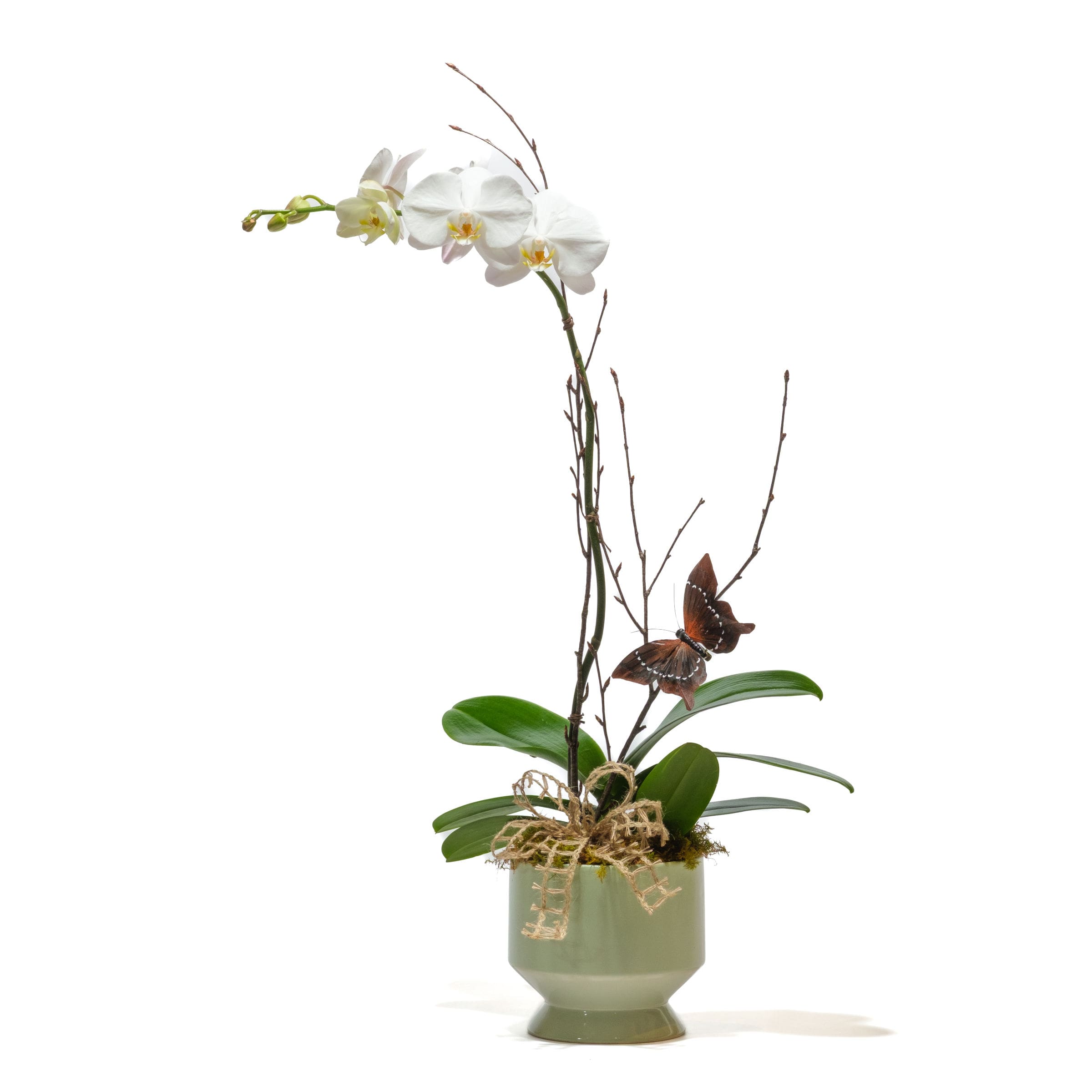 Single Stem Orchid