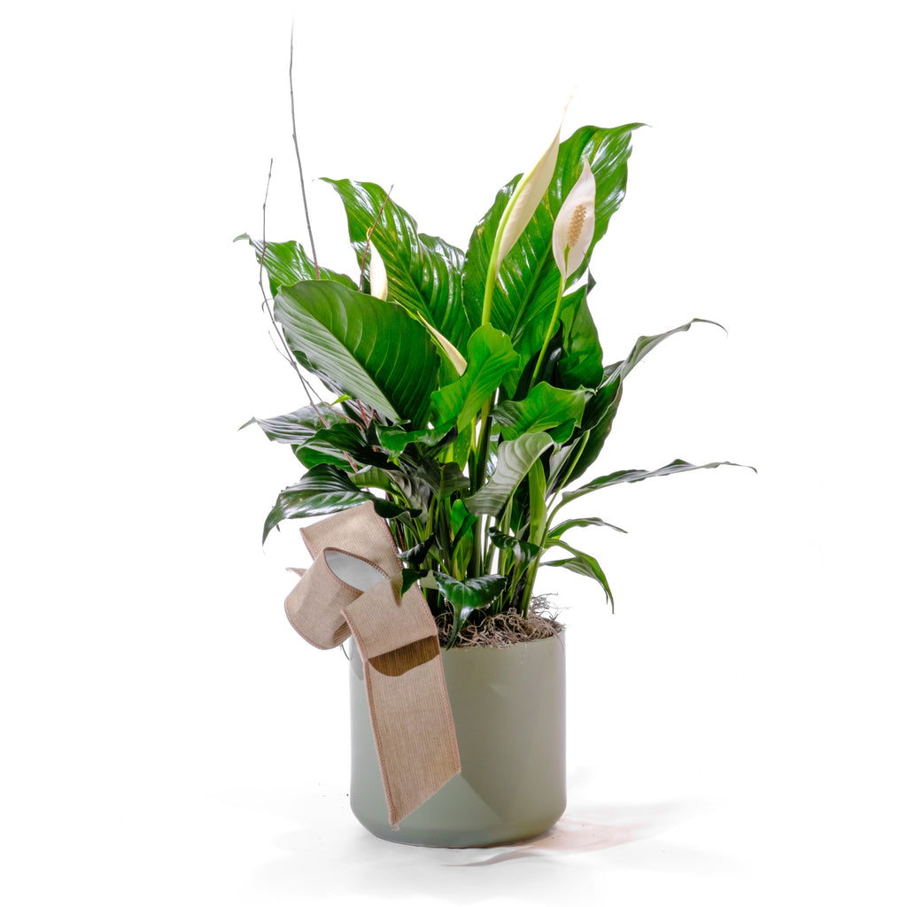 Peace Lilly in 6" Basket