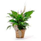 Peace Lilly in 6" Basket