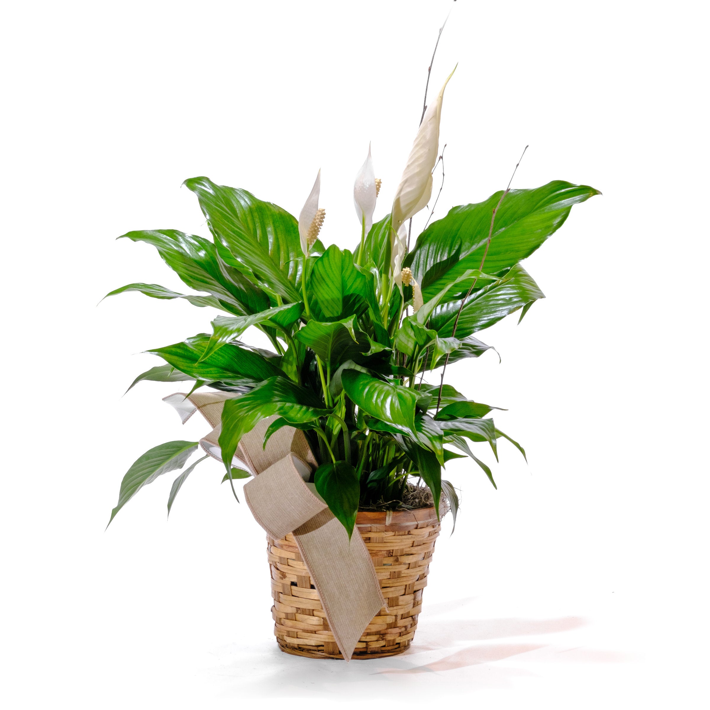 Peace Lilly in 6" Basket
