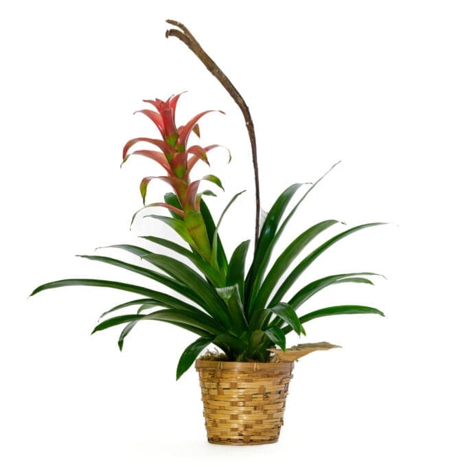 6" Bromeliad