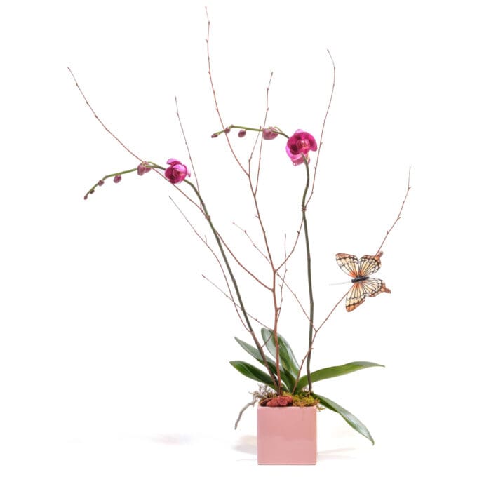 Double Stem Orchid