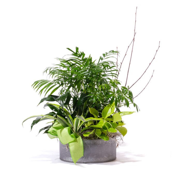 Large Lush Dish Garden